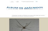 Arachnida, Veracruz