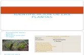 IDENTIFICACION DE LAS PLANTAS.pptx
