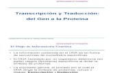 Transcripcion y Traduccion (Del Gen a La Proteina)