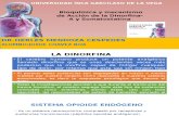 Bioquimica de La Dinorfina y Somatostatina Expo