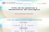 Ciclo de Las Pentosas y Metabolismo Del Glucógeno