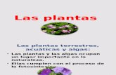 Las Plantas AcuyAticas 5