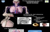 Evaluación y semiología del sistema respiratorio (1).pdf