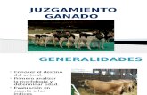 245503956 Juzgamiento Vacas Lecheras