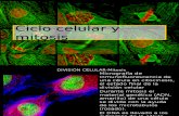 Ciclo celular y mitosis I.pptx