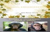Bonobos Presentation