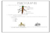 Practica Nº 01 Botanica Lo Mejor en Botanica (Impreso)