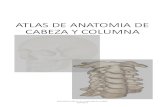 IMAGENES de Anatomia de Cabeza y Columna