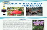 Flora y Recurso Forestal