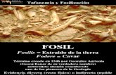 Tafonomía y fosilización