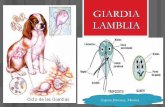 Giardia Lamblia Power Point