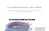Condensacion Del DNA