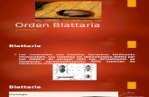 Orden Blattaria- Entomología