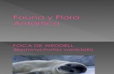 Fauna y Flora Antártica.ppt