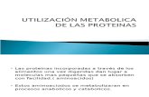 Clase 8. Utilización Metabolica de Las Proteinas (2)