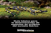 Guia Basica Amphibia