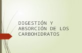 Digestión y Absorción de Los Carbohidratos