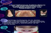 Morfologia de La Denticion Decidua