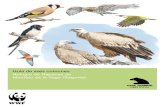 Guía de Aves Comunes de Segovia (España)