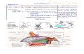 Anatomofisiología Rinosinusal