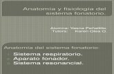 Anatomofisiología Del Sistema Fonatorio