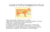 Digestion Fermentativa- Ict