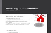 Patologia carótidas