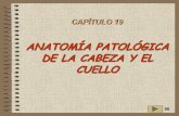 19, Patologia de Cabeza y Cuello