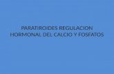 Paratiroides Regulacion Hormonal Del Calcio y Fosfatos