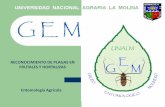Entomologia Agricola GEM - Frutales - Segundo Repaso (1)