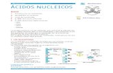 ÁCIDOS NUCLEICOS apuntes.pdf