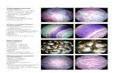 Láminas de histologia (características y funciones)