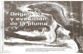 Origen y evolución pluma