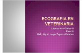 Ecografia en Veterinaria