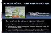 DIVISIÓN  chlorophytas expo
