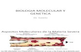 13biologia Molecular y Genetica (Dr. Sotelo)