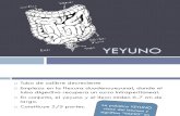 3. Yeyuno.