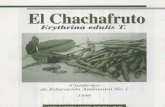 Erythrina edulis - El Árbol del Chachafruto