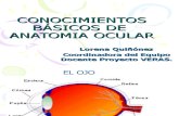 Conocimientos Básicos de Anatomía Ocular