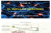 Clase 4 El Impulso Nervioso