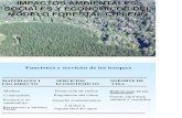 Impactos del Modelo Forestal chileno