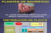 15. PLANTAS DE SACRIFICIO