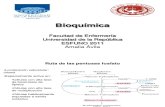 16 -Rpp y Biosintesis de Ac. Grasos Clase 16