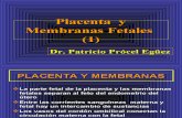 15 Placenta y Membranas Fetales (1)