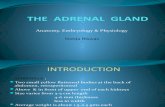 Presentation Adrenal