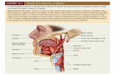 Fisiologia tema 2 sistema locomotor musculos cabeza cuello