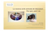 La recerca amb animals de laboratori: Per què, com i on