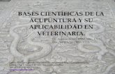 bases científicas de la acupuntura y su aplicabilidad en veterinaria.