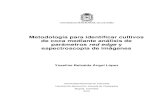 Metodología para identificar cultivos de coca mediante análisis de ...