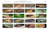 Anfibios y Reptiles de CUBA